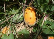 Kiwano I Karela (gorka Dinja) ..... саден материја