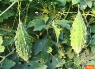 Kiwano I Karela (gorka Dinja) ..... саден материја