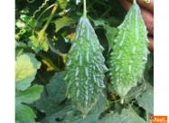 Kiwano I Karela (gorka Dinja) ..... саден материја