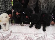 Labrador Kucenca !!!