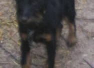 Lovecki Kucinja
