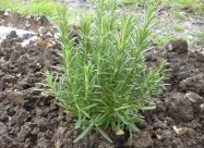 Lavanda I Ruzmarin