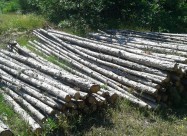 Се продава борова граѓа