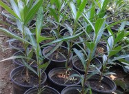 Prodavam Cvekje Oleander, Ruzmarin, Palma 