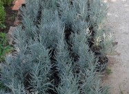 Prodavam Cvekje Oleander, Ruzmarin, Palma 