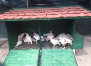 Leghorn Italijanka 