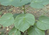 Paulownia, (polonia, Paulovnia, Pauwovnia, Pauwoni