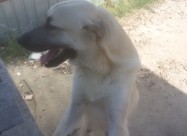  Kucenca Kangal Аnatholian Shepared