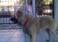  Kucenca Kangal Аnatholian Shepared