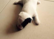 Jack Russell Terier
