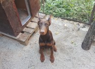 Prodavam Doberman