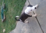 Se Prodavaat Kucenca Dogo Argentino Pitbull Mix