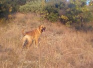 Bulmastiff