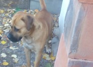 Bulmastiff