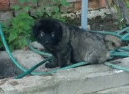 ШАРПЛАНИНЧИНА ! 
