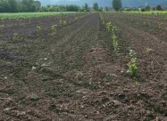 Italijanski Sadnici Na Lesnik So Dogovor Za Otkup 