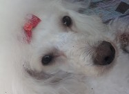 Baram Maska Bela Pudla Za Priplod