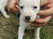 Na Prodazba Mali Kucenca Od Rasata American Pitbul