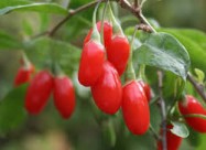Продажба на Гоџи садници