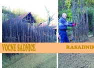 Proizvodnja I Prodaja Svih Vrsti Sadnica