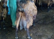 Млечни кози