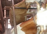 Prodavam 6 Kravi