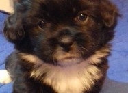 Prodavam Kutrinja Od Rasata Coton De Tulear Pudlic