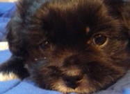 Prodavam Kutrinja Od Rasata Coton De Tulear Pudlic