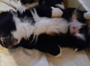 Prodavam Kutrinja Od Rasata Coton De Tulear Pudlic