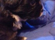 Prodavam Kutrinja Od Rasata Coton De Tulear Pudlic