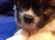 Prodavam Kutrinja Od Rasata Coton De Tulear Pudlic