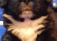 Prodavam Kutrinja Od Rasata Coton De Tulear Pudlic