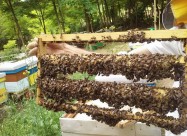 Pceli Matici Roevi Nukleusi - Pcelarstvo Dodevski