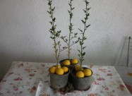 Сибирски лимон садници