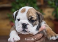 English Bulldog