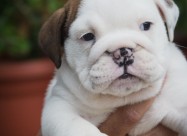 English Bulldog