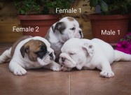 English Bulldog