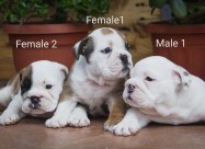 English Bulldog