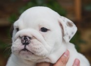 English Bulldog