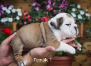 English Bulldog