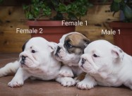 English Bulldog