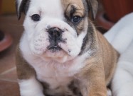 English Bulldog