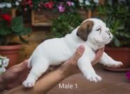 English Bulldog