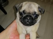 Kucenca Mops Pug