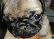 Kucenca Mops Pug