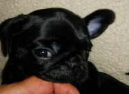Kucenca Mops Pug