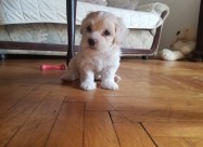 Maltezeri 