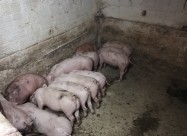 Продавам прасиња