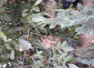 Prodavam Orev Drvo