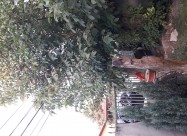 Prodavam Orev Drvo